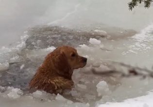 Σκύλος: Οικογένεια έσωσε άτυχο ζώο που είχε πέσει σε παγωμένη λίμνη