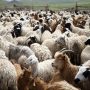 Ευλογιά: Κρούσματα σε αιγοπρόβατα – Που εντοπίστηκαν