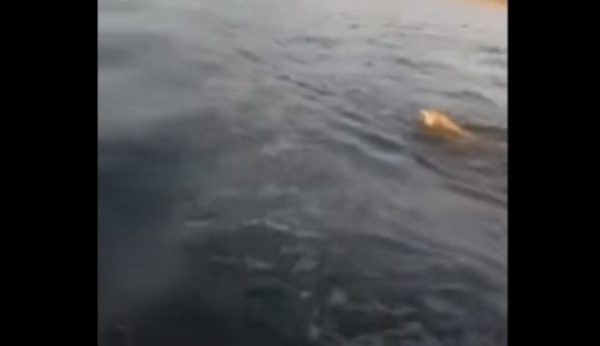Λύκος «πιάστηκε» να κολυμπάει στον Παγασητικό – Η εξήγηση των ειδικών