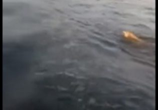 Λύκος «πιάστηκε» να κολυμπάει στον Παγασητικό – Η εξήγηση των ειδικών