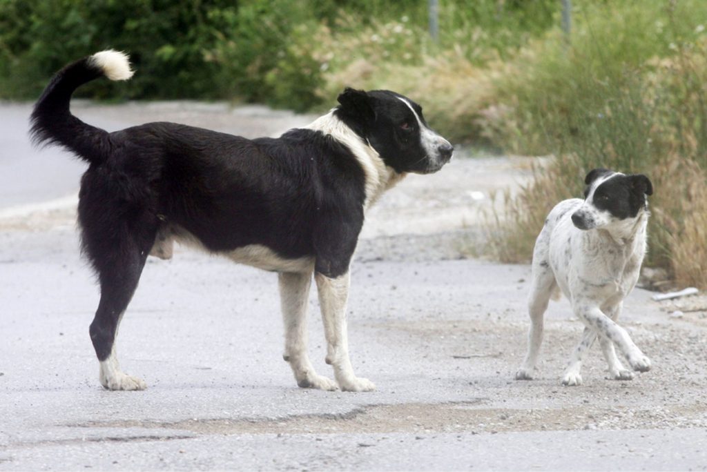 Βόλος: «Με περικύκλωσαν 20 αδέσποτα σκυλιά και άρχισα να προσεύχομαι» – Η περιγραφή της επίθεσης