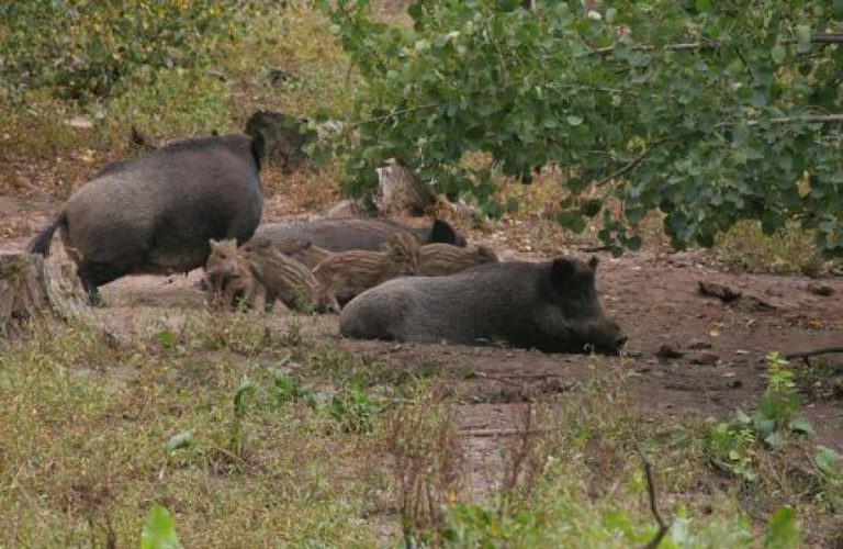 Βουλγαρία: Νέα κρούσματα αφρικανικής πανώλης των χοίρων