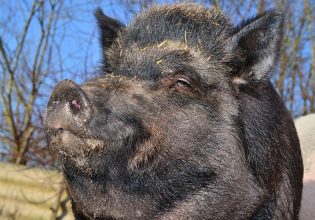 Σέρρες: Εντοπίστηκε κρούσμα αφρικανικής πανώλης των χοίρων