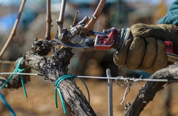 Αμπέλι: Η τεχνική του χειμερινού κλαδέματος – Πότε και πώς γίνεται