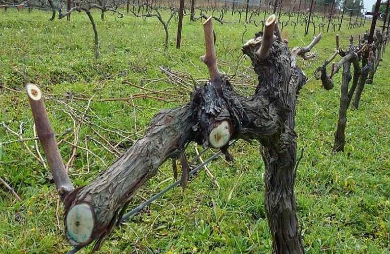 Αμπέλι: Πώς θα αντιμετωπίσετε τις ασθένειες της περιόδου