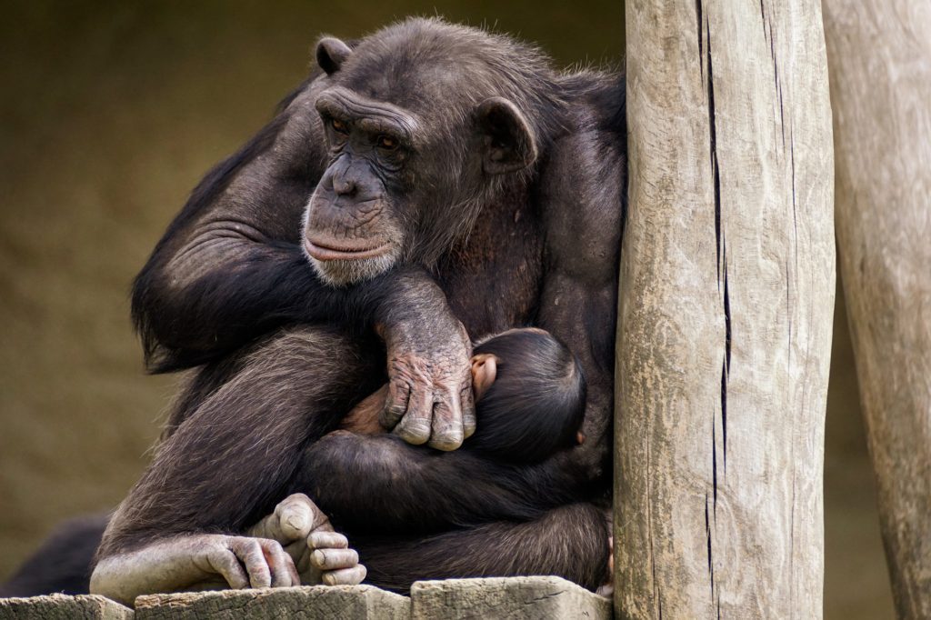Έρευνα: Έφηβοι και χιμπατζήδες μοιράζονται παρόμοιες… ανησυχίες και προβλήματα