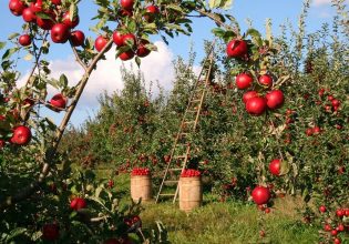 Μήλα: Αντιδράσεις στην Αρκαδία για την εξαίρεση από τη de minimis