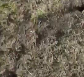 Αρουραίοι διέλυσαν τις καλλιέργειες στον κάμπο της Κωπαΐδας - Δείτε βίντεο