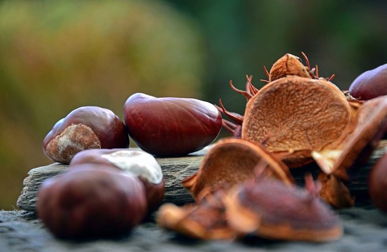 West Greece: Extensive damage to chestnuts – Intervention for compensation