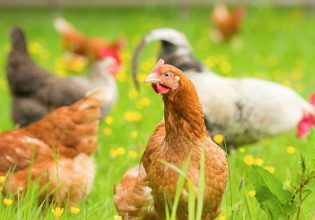 Πουλερικά: ​​Ανακάμπτει η παραγωγή στην ΕΕ