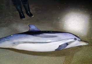 Καβάλα: Δελφίνι δυο μέτρων ξεβράστηκε στην παραλία της Νέας Καρβάλης