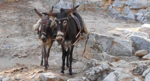 Πώς οι γάιδαροι άλλαξαν την πορεία της ανθρώπινης ιστορίας