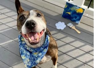 Βαν Γκογκ: Ο φιλότεχνος σκύλος που έγινε viral με το ταλέντο του