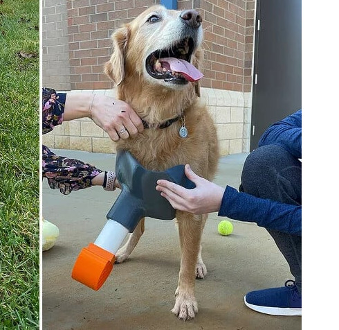 Ανάπηρος σκύλος: Μαθητές βρήκαν τη λύση για να ξανατρέξει