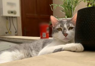 Βολιβία: Αεροπορική εταιρεία έβαλε μέντιουμ να εντοπίσει μια χαμένη γάτα