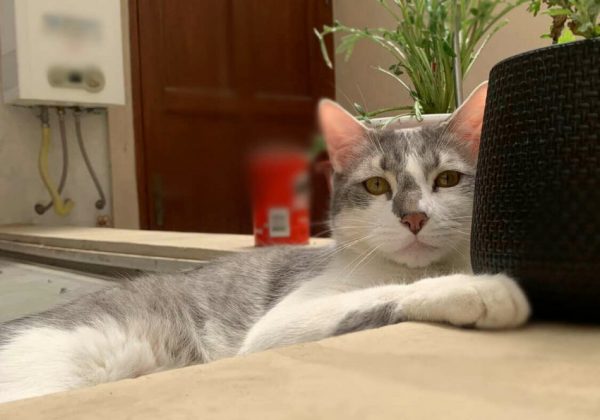 Βολιβία: Αεροπορική εταιρεία έβαλε μέντιουμ να εντοπίσει μια χαμένη γάτα