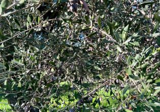 Ελιά: Σημαντικές οι επιπτώσεις του γλοιοσπόριου σε Μεσσηνία και Λακωνία