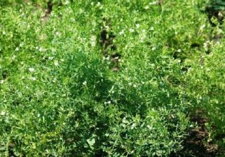 Λάρισα: Προειδοποίηση για μυκητολογικές προσβολές σε σκληρό σιτάρι και φακή