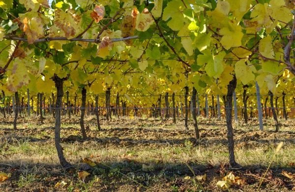Στο παγκόσμιο δίκτυο πόλεων με αστικούς αμπελώνες εντάσσεται η Θεσσαλονίκη
