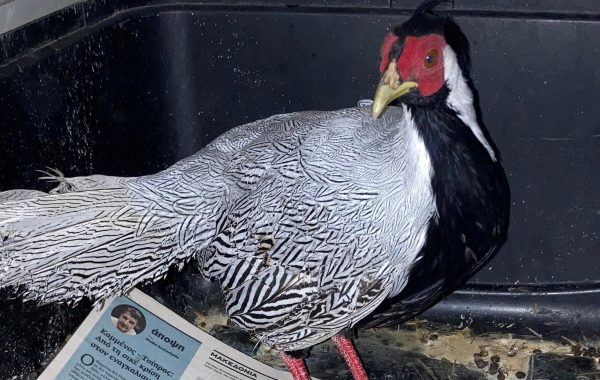 Θεσσαλονίκη: Ασημένιος φασιανός της ΝΑ Ασίας, εντοπίστηκε σε πυλωτή πολυκατοικίας