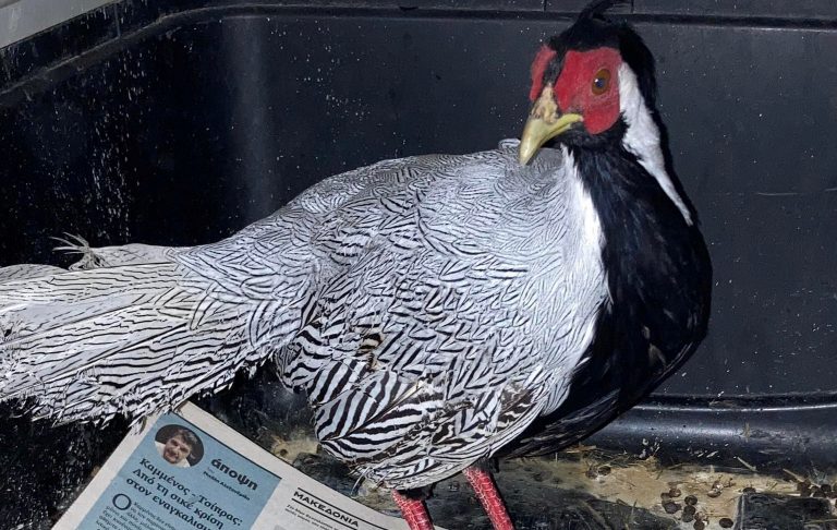 Θεσσαλονίκη: Ασημένιος φασιανός της ΝΑ Ασίας, εντοπίστηκε σε πυλωτή πολυκατοικίας