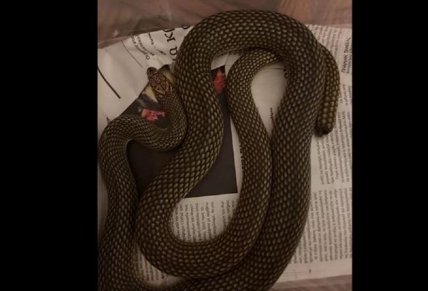 Θεσσαλονίκη: Τέσσερα φίδια εντοπίστηκαν κρυμμένα σε κελάρι κρασιών