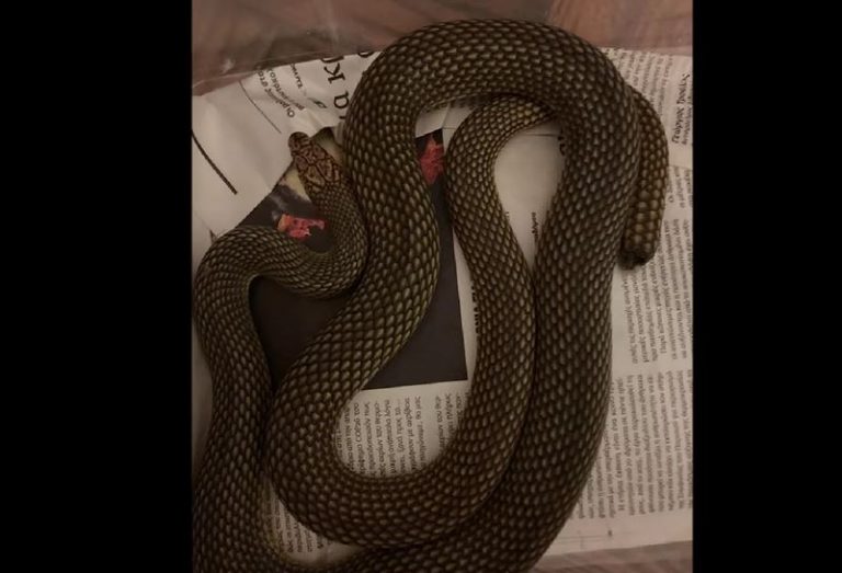 Θεσσαλονίκη: Τέσσερα φίδια εντοπίστηκαν κρυμμένα σε κελάρι κρασιών