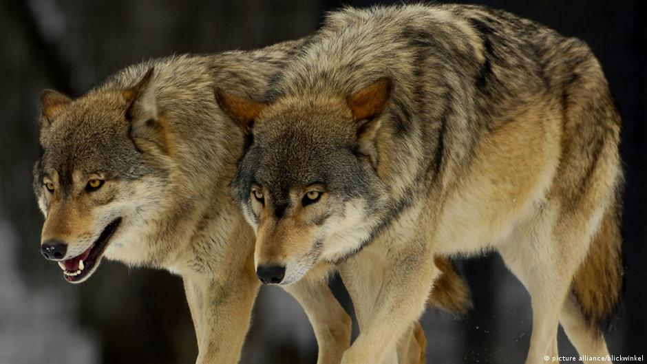 Θεσσαλονίκη: Επιδρομή λύκων ακόμη και κοντά σε σπίτια