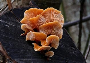 Μανιτάρια πλευρώτους κατηγορούνται για φόνο με δηλητηριασμένα γλειφιτζούρια