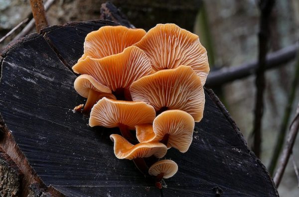 Μανιτάρια πλευρώτους κατηγορούνται για φόνο με δηλητηριασμένα γλειφιτζούρια