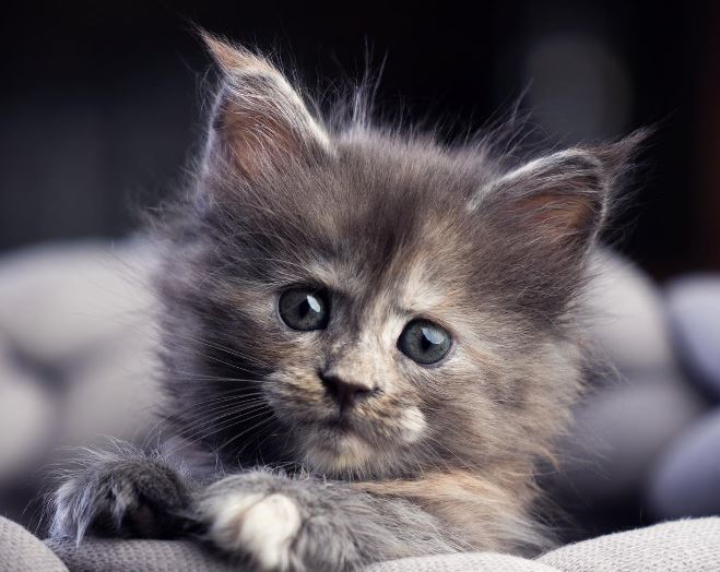 Nils Jacobi: Με πάνω από 10.000 φωτογραφίες αυτοαποκαλείται δικαίως Catographer