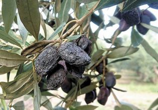 Ελιά: Πώς θα αντιμετωπίσετε το γλοιοσπόριο – Καλλιεργητικά μέτρα