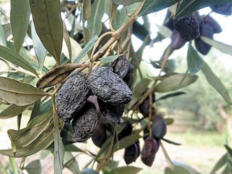 Ελιά: Ζημιές από γλοιοσπόριο στη Μεσσηνία – Έλεγχος από τον ΕΛΓΑ