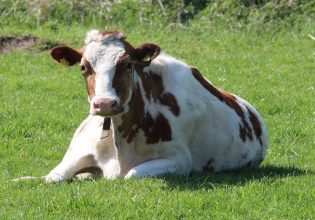 Ένωση Φυλής Χολστάϊν: Σε αφανισμό οδηγείται η γαλακτοπαραγωγός αγελαδοτροφία