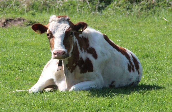 Κτηνοτρόφοι: Πιέσεις για μείωση της τιμής αγελαδινού γάλακτος Holstain-600x391