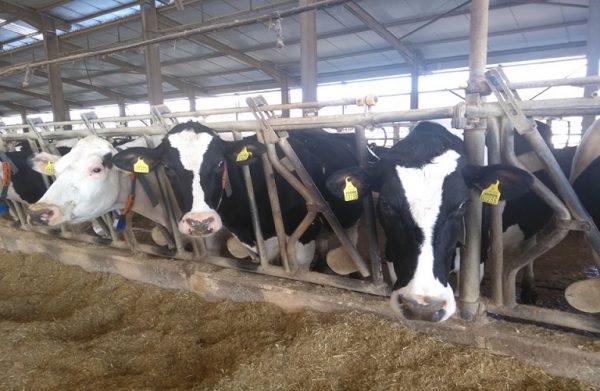 Ένωση Φυλής Χολστάϊν: Σε αφανισμό οδηγείται η γαλακτοπαραγωγός αγελαδοτροφία