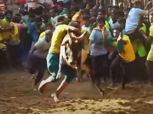 Ινδία: 60 τραυματίες κατά τη διάρκεια παραδοσιακής ταυρομαχίας