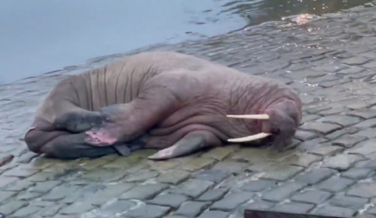 Αγγλία: Ανέβαλαν τους πρωτοχρονιάτικους εορτασμούς για να μην τρομάξουν θαλάσσιο ίππο