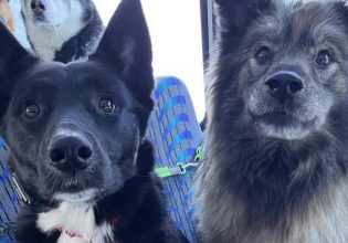 Βόλτα με το λεωφορείο για τους μικρούς τετράποδους φίλους μας – Το βίντεο που έγινε viral