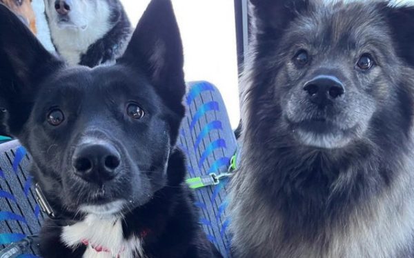 Βόλτα με το λεωφορείο για τους μικρούς τετράποδους φίλους μας – Το βίντεο που έγινε viral