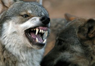 Μαγνησία: Επιδρομή λύκων σε κοπάδια