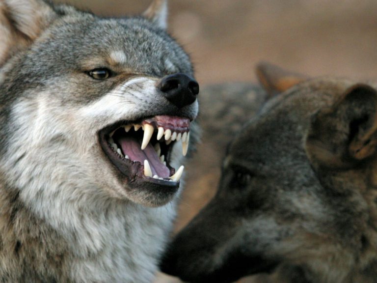 Μαγνησία: Επιδρομή λύκων σε κοπάδια