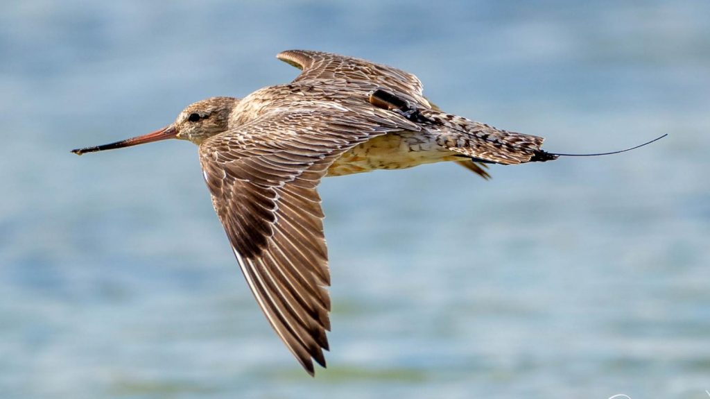 Απίστευτο ρεκόρ Γκίνες από λιμόζα: Πέταξε χωρίς στάση από τον Καναδά μέχρι…