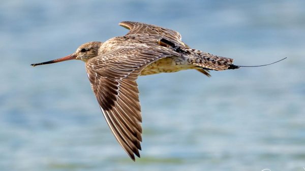 Απίστευτο ρεκόρ Γκίνες από λιμόζα: Πέταξε χωρίς στάση από τον Καναδά μέχρι…