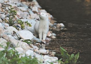 Μυστήριο και κίνδυνοι για το μινκ στον Κηφισό
