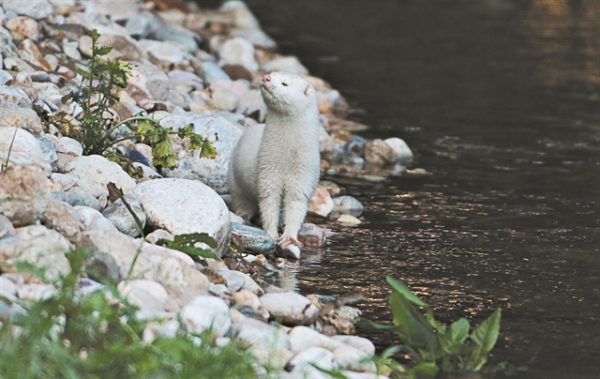 Μυστήριο και κίνδυνοι για το μινκ στον Κηφισό