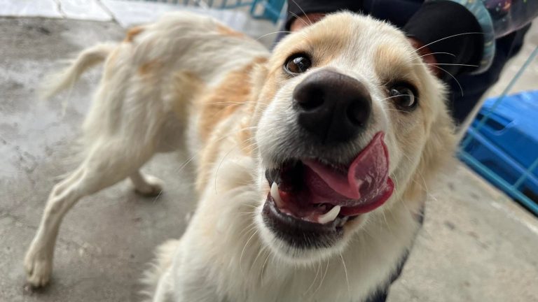 Λέσβος: Άνδρας πυροβόλησε τον αγαπημένο σκύλο των μαθητών στα Κεραμειά [εικόνες]