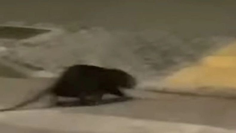 Αλεξανδρούπολη: Σοκ με τον τεράστιο «ποντικό» στους δρόμους της πόλης