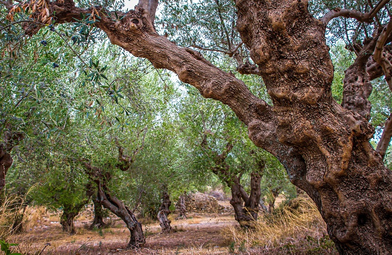 Φθιώτιδα: Μυστήριο με την απανθρακωμένη σορό στην Αρκίτσα