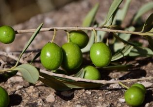 Χαλκιδική: Απειλείται η επιτραπέζια ελιά από την κλιματική αλλαγή